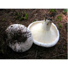 Мицелий Груздя пергаментного (Lactarius pergamenus)